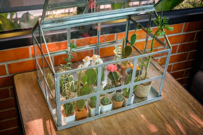 Dekor Kaktusz üvegház