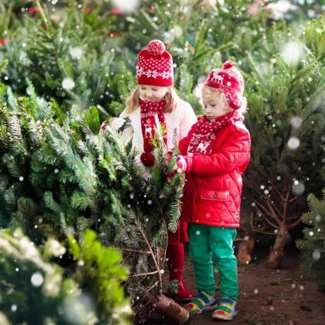 otroci-in-božična drevesa-shutterstock_715619827 vrste božičnih dreves vrste božičnih drevesc