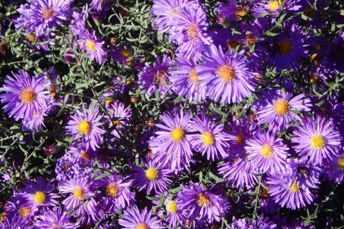 Neuengland-Astern (oder Novae-Angliae-Astern). Bis zum Spätherbst blühen wunderschöne lila Blüten. Aster-Sorten mit violetter Kuppel.