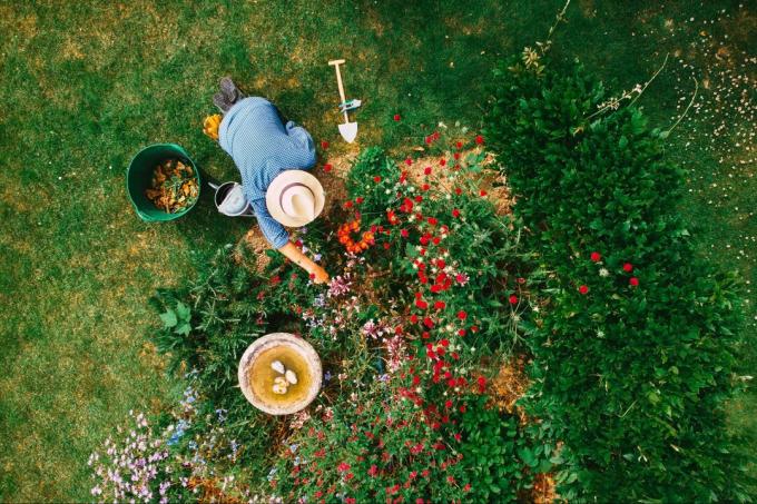 Høy vinkel utsikt over mannen som vanner blomsterbed i hagen