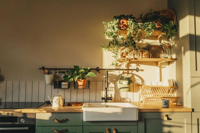 Cozinha européia vazia luxuosa e muito limpa com armários de cozinha verdes, pratos na peneira, plantas trepadeiras acima da pia e em vasos em um sistema de trilhos