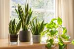 10 обов’язкових кімнатних рослин, які оживлять ваш під’їзд