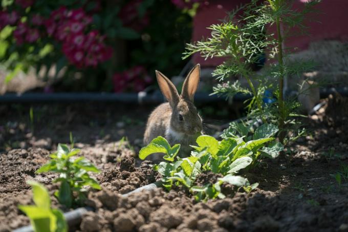 Coniglio silvilago fastidioso coniglio sgranocchiando erba in giardino