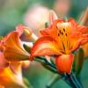 11 pospolitych kwiatów, które są niebezpieczne dla zwierząt