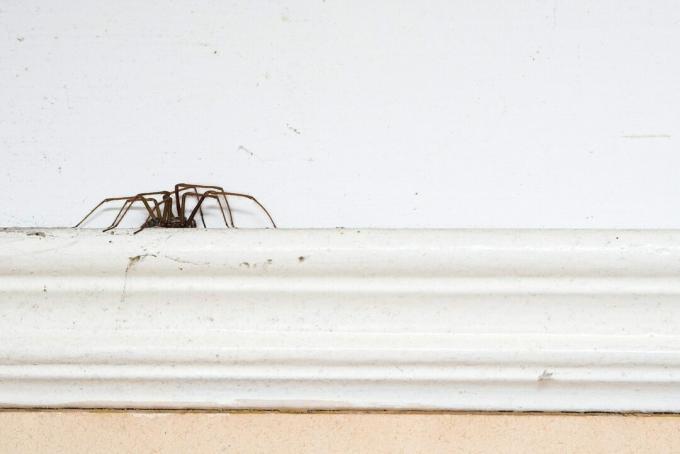 Araña de gran tamaño en el zócalo de una casa