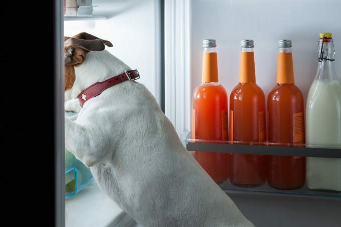 Perro hambriento buscando comida en el refrigerador.