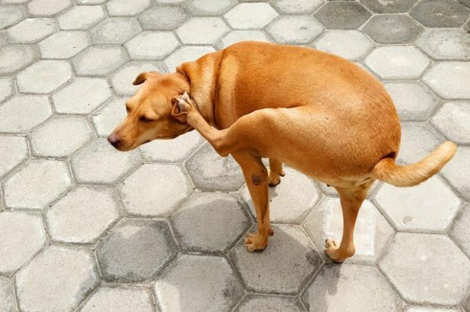 Street Dog mâncărind urechea cu picioare din cauza alergiei