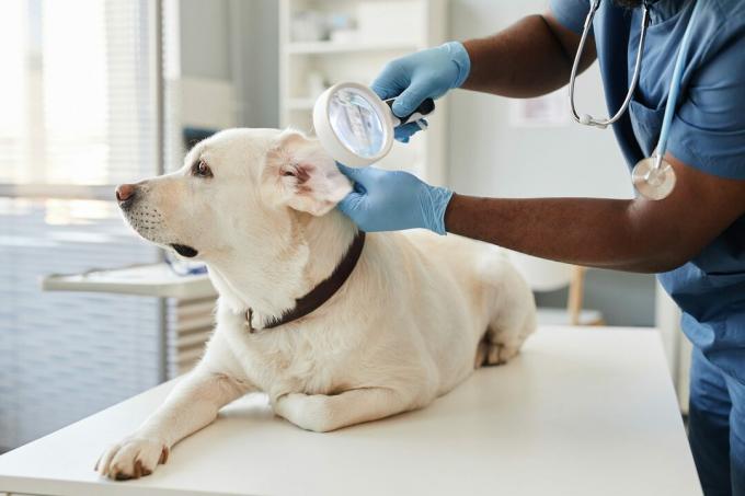 Mãos enluvadas de veterinário com lupa examinando orelhas de cachorro