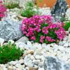 Pros y contras de los macizos de flores de roca