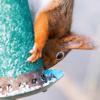 다람쥐가 새 모이통에 접근하는 것을 막으려는 25가지 미친 시도