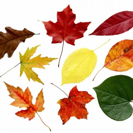 χρησιμοποιήστε φύλλα για να προσδιορίσετε τα είδη των δέντρων ταυτοποίηση φύλλων