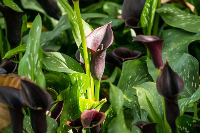 El Calla Lily negro que florece en el jardín.