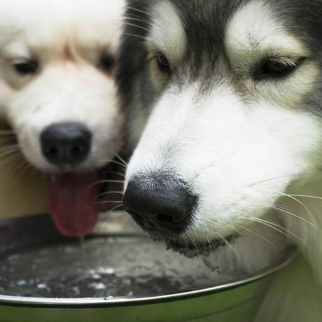 shutterstock_719336251 perros bebiendo agua tazón mascotas