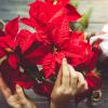Hoe zorg je voor kerstbloemen