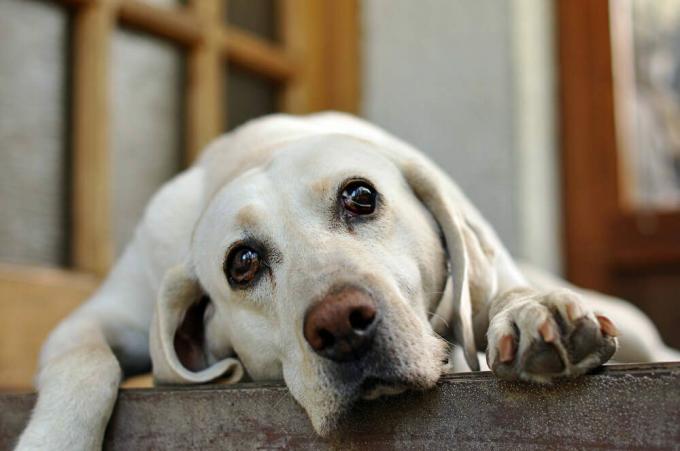 белая собака с грустными глазами