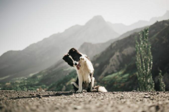 čudovit črno -beli pasji bordel koli sedi in prosi hrano, da naredi trik na polju s cvetjem in pogleda v kamero. v ozadju gore. prostor za besedilo