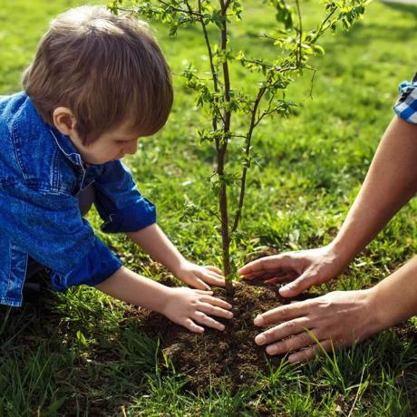 shutterstock_404041339 mały chłopiec sadząc drzewo