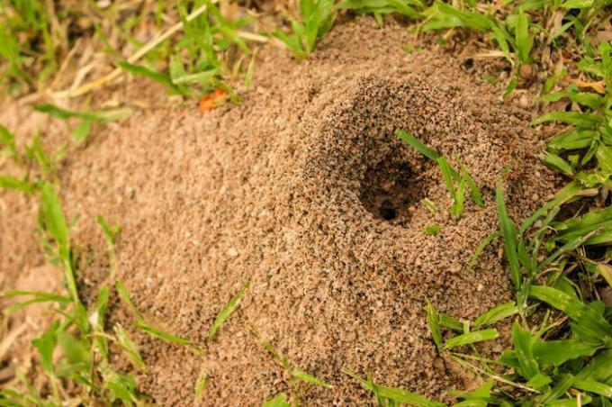 גבעת הנמלה עם חרוט כדורית מורכבת מאדמה וחול החופרים מהאדמה 
