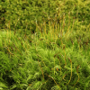 8 tipos de musgo para cultivar en tu jardín