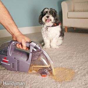 애완 동물 소유자를 위한 카펫 청소 요령