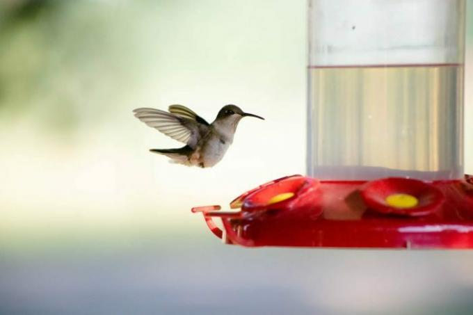 alimentador de colibrí