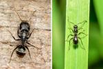 Zimmermannsameisen vs. Schwarze Ameisen: Was ist der Unterschied?