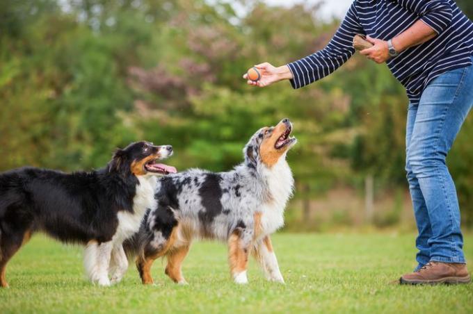 Mujer entrena con dos perros pastor australiano en un campo de adiestramiento de perros