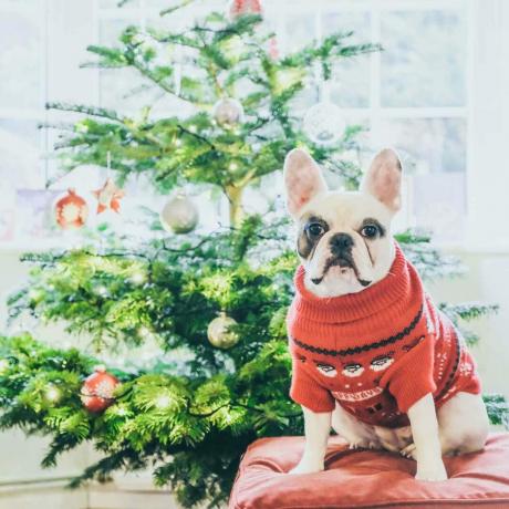 Σκύλος δίπλα σε ένα χριστουγεννιάτικο δέντρο
