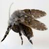Πώς να απαλλαγείτε από τις μύγες αποστράγγισης