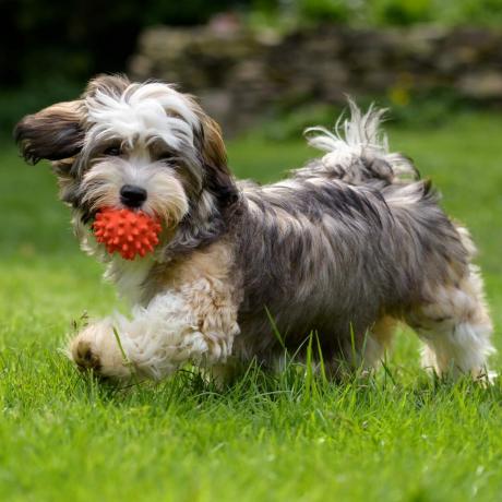 Leken-havanese-valp-hund-gå-med-en-rød-ball-i-munnen-i-gresset