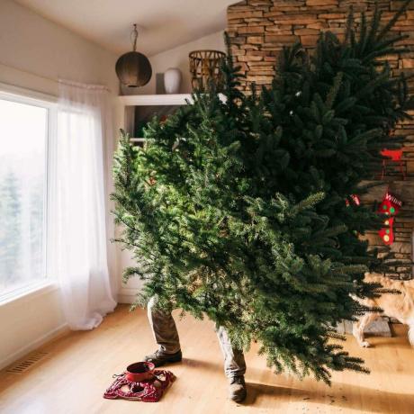 Einen Weihnachtsbaum in einen Baumständer stellen