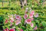 Crie um jardim de casa de campo com estas 12 flores