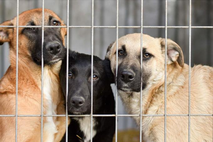 Hunde hinter Gittern im Tierheim. Traurige Augen von Hunden