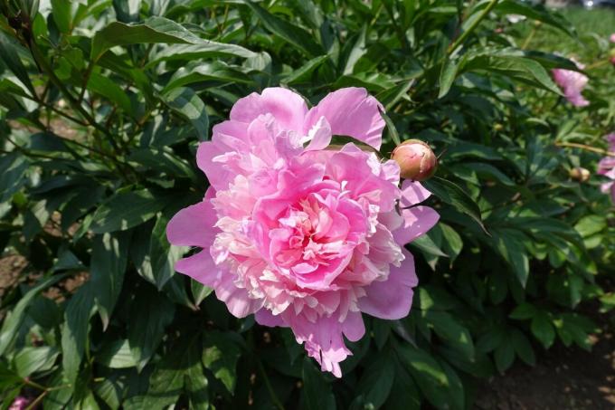 A közönséges bazsarózsa gyönyörű rózsaszín virága júniusban