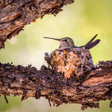 kolibrie nest