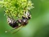 ハゲのスズメバチの巣を見つけた場合の対処方法