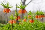 10 είδη λουλουδιών για να ανανεώσετε τον κήπο σας