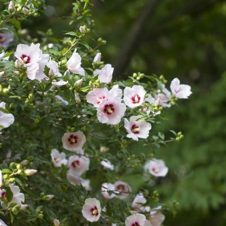 Arbusto floreciente rosa de Sharon