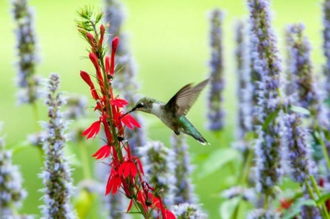 menta colibrí