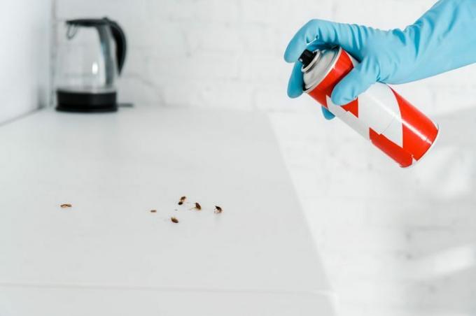 beskuren vy av exterminator i latexhandske som håller giftig sprayburk nära kackerlackor 