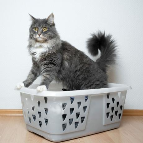 γάτα που κάθεται στο καλάθι πλυντηρίων