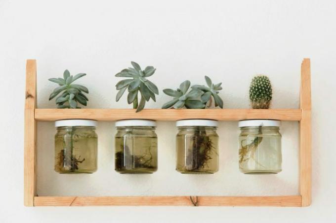 plantas suculentas en frascos de vidrio con agua