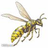 Weg met wespen, spechten en vliegen (DIY)