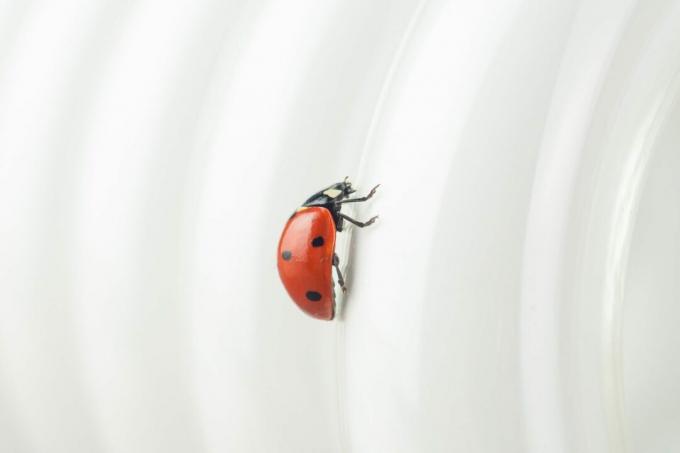 Ladybug en las espirales de una bombilla de bajo consumo