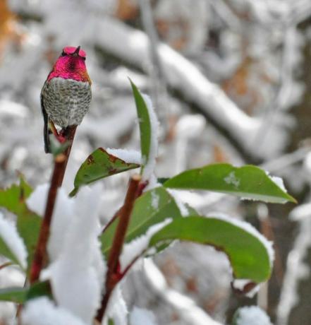 Burung kolibri Anna di salju