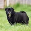Je tráva bezpečná pro psy k jídlu?