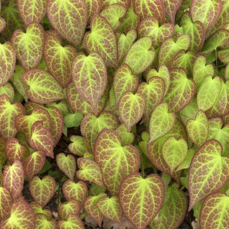 liście barrenwort (epimedium), ogród botaniczny, erlangen, środkowa frankonia, bawaria, niemcy