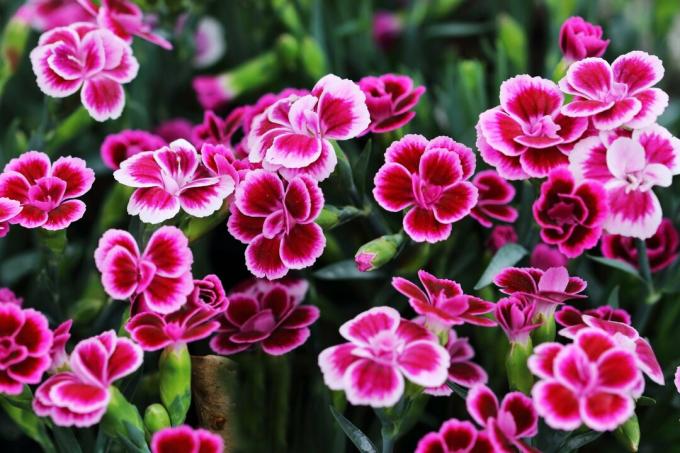 Dianthus Pink Kisses는 매혹적인 카네이션 향과 아름다운 색상의 꽃을 가지고 있습니다.