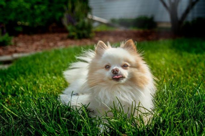Een kleine witte Pommerse hond die wat tijd buiten doorbrengt in de zon op de met gras begroeide tuin en poseert voor portretten terwijl hij speelt en in het groene gras ligt.