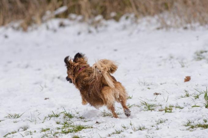 एक छोटा अदरक/भूरा कुत्ता बर्फ में भाग रहा है